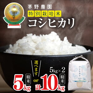 yӂ邳Ɣ[ŁzRVqJ Iׂ e 5kg / 10kg yߘa7NxYz | _   R   ͂܂  RVqJ ʍ͔| ͔| DG  쌧 쑺 MB