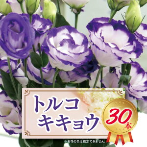 yӂ邳Ɣ[Łz*gRLLE 30{ |   ͂ ni t[ LLE 傤 gRLLE 쌧 쑺 kAvX MB