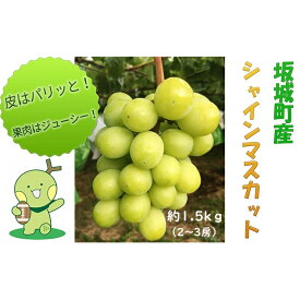 【ふるさと納税】シャインマスカット 約1.5kg 2房～3房 柳澤果樹園 ぶどう 長野 マスカット ブドウ フルーツ 果物 シャイン【 果物類 】 葡萄 　お届け：2025年9月中旬～11月上旬