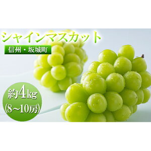 yӂ邳Ɣ[ŁzVC}XJbg 4kg 8[`10[ {_ Ԃǂ  }XJbg uhE t[c ʕ VCy ʕ z  @͂F2025N10{`10{