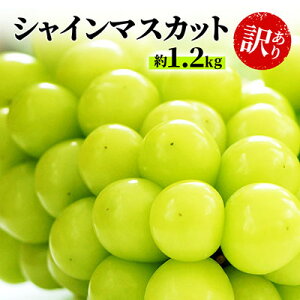 yӂ邳Ɣ[Łz󂠂 VC}XJbg 1.2kg  Vʎ Ԃǂ  }XJbg uhE t[c ʕ VC ʕ @͂F2025N9{`11{