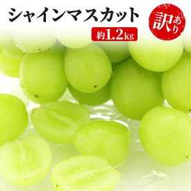 【ふるさと納税】訳あり シャインマスカット 約1.2kg 粒 YANAGISAWA ぶどう 長野 マスカット ブドウ フルーツ 果物 シャイン 果物類 　お届け：2025年9月中旬～11月上旬