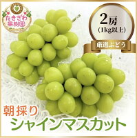 【長野県坂城町】シャインマスカット ぶどう フルーツ 果物