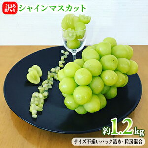 yӂ邳Ɣ[Łz󂠂 VC}XJbg 1.2kg ԍʎ Ԃǂ  }XJbg uhE t[c ʕ VCy ʕ z 쌧Y @͂F2025N9{`11{