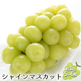 【ふるさと納税】シャインマスカット 約3kg（5～6房） 果物類 ぶどう 葡萄 フルーツ デザート 食後 おやつ 長野県産 産地直送 　お届け：2025年9月中旬～10月末