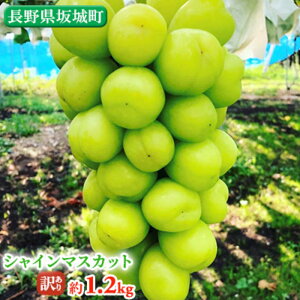 yӂ邳Ɣ[Łz①VC}XJbg 1.2kg  Gi Vʎ Ԃǂ  }XJbg uhE t[c ʕ VC ʕށ@͂F2025N9{`11{܂