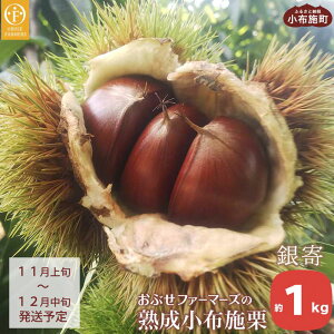 yӂ邳Ɣ[Łz nz{Iuv 1kg mԂt@[}[Yn I  ʕ t[c N[ ① 쌧Y MBY s\ ʌ ߘa7NY y2025N11{`12{