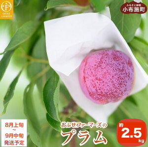 yӂ邳Ɣ[Łzv 2.5kg mԂt@[}[Ynʌ ʕ t[c 쌧Y MBY N[ ① 񂹃O ߘa7NY y2025N8{`9{\z