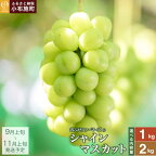 シャインマスカット 約1kg 2房 約2kg 3?5房 ［おぶせファーマーズ］先行予約 果物 フルーツ 産地直送 種無しぶどう 種なしブドウ 葡萄 数量限定 長野 信州 令和6年産【2024年9月中旬?10月下旬発送】