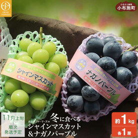【ふるさと納税】冬に食べるシャインマスカット＆ナガノパープル1房ずつ 約1kg［おぶせファーマーズ］ぶどう 果物 フルーツ 詰め合わせ 詰合せ 食べ比べ 先行予約 長野県産 令和7年産 【2025年11月上旬～順次出荷】