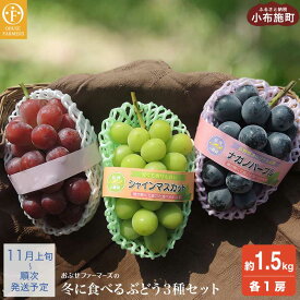 【ふるさと納税】冬に食べるシャインマスカット＆ナガノパープル＆赤系ぶどう1房ずつ 約1.5kg ［ おぶせファーマーズ ］ ぶどう 果物 フルーツ ［2026年11月上旬～順次出荷］