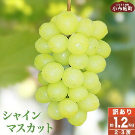 【ふるさと納税】【訳あり】シャインマスカット 約1.2kg 2～3房 & 約1.6kg 3～5房 ［小布施屋］数量限定 期間限定 家庭用 規格外 不揃い 傷 果物 フルーツ ぶどう 葡萄 ブドウ クール便 冷蔵便 生産者応援 支援品 長野県産 信州産 令和7年産【2025年9月中旬～11月下旬発送】