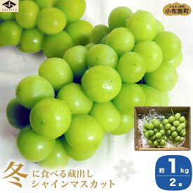 【ふるさと納税】蔵出し冬のシャインマスカット 約760g 約1kg 約1.3kg 約2kg ［小布施屋］ぶどう フルーツ 果物 くだもの 長野県 先行予約 冷蔵便 クール便 産地直送 令和6年産【202411月中旬～2025年2月上旬発送】