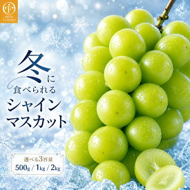 【ふるさと納税】冬に食べるシャインマスカット 約500g 1房 & 約1kg 2房 & 約2kg 3〜5房 ［ おぶせファーマーズ ］|ぶどう ブドウ 葡萄 フルーツ 果物 くだもの 長野 信州 【2026年11月上旬～2027年2月上旬発送】