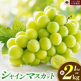 【ふるさと納税】【選べる】シャインマスカット 約1kg 2房 約2kg 3〜4房 ［おぶせファーマーズ］ 先行予約 果物 フルーツ 産地直送 種無しぶどう 種なしブドウ 葡萄 長野 信州 令和8年産 【2026年9月上旬〜11月上旬発送】