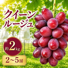 【ふるさと納税】先行受付 クイーンルージュ® 約2kg 2～5房 【2026年9月上旬～11月上旬発送】［新規就農者応援コース 幸作会］｜クイーンルージュ フルーツ ブドウ 果物 ぶどう 葡萄 長野 信州 小布施町 クール便 冷蔵便