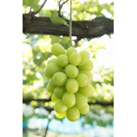 【ふるさと納税】信州の高原育ちシャインマスカット 大きい600g×2房入り1.2kg【配送不可地域：離島】【1341284】