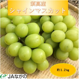 【ふるさと納税】【2026年9～10月発送】JAながの　須高産　シャインマスカット　約1.2kg　2～3房入り【配送不可地域：離島・北海道・沖縄県】【1377390】