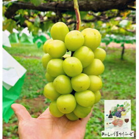 【ふるさと納税】『2026年発送 先行予約』 信州高山村【新鮮朝採り 農家直送】 シャインマスカット ひと房【配送不可地域：離島】【1613809】