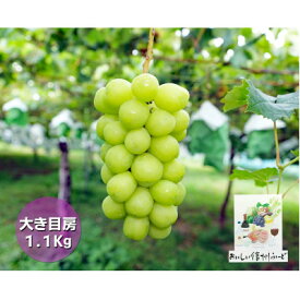 【ふるさと納税】『2026年発送 先行予約』信州高山村【新鮮朝採り】シャインマスカット 2房1.1kg以上!【配送不可地域：離島】【1625531】