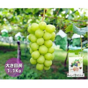 yӂ邳Ɣ[ŁzMBRyVN̂zVC}XJbg 2[1.1kgȏ! 2025N9{蔭\yzsnFzy1625531z