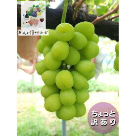 【ふるさと納税】『2026年発送 先行予約』 ちょっと訳あり 信州産 新鮮朝採りシャインマスカット 2～3房1kg【配送不可地域：離島】【1625533】