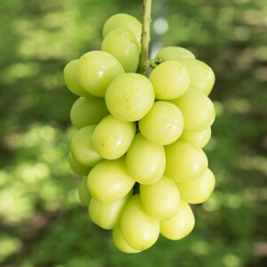 yӂ邳Ɣ[Łz~̃VC}XJbg 2[ 1kgZbg NX}X&@12{\y1680132z