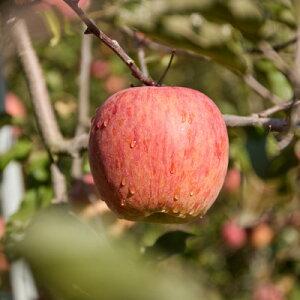 �y�ӂ邳�Ɣ[�Łz�T���ӂ���񂲖󂠂�v5kg�y1690738�z