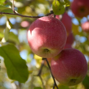 yӂ邳Ɣ[Łzy󂠂z쌧RY@Tӂ@5kgy1691665z