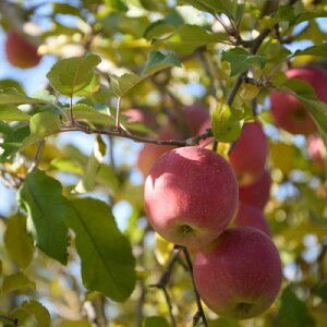 �y�ӂ邳�Ɣ[�Łz�y�󂠂�z���쌧���R���Y�@�T���ӂ��@3kg�y1691666�z