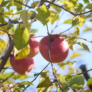 �y�ӂ邳�Ɣ[�Łz�y�󂠂�z���쌧���R���Y�@�T���ӂ��@10kg�y1691884�z