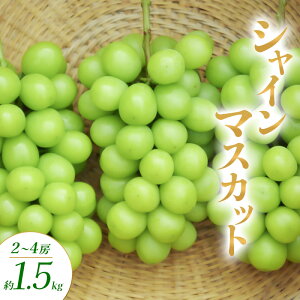 yӂ邳Ɣ[ŁzVC}XJbg 2`4[ 1.5kg Ԃǂ uhE  }XJbg ʕ t[c 쌧  Rm@͂F2025N10{`11{