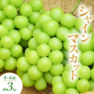 yӂ邳Ɣ[ŁzVC}XJbg 4`6[ 3kg Ԃǂ uhE  }XJbg ʕ t[c 쌧  Rm@͂F2025N10{`11{