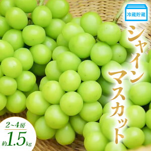 yӂ邳Ɣ[Łz① VC}XJbg 2`4[ 1.5kg Ԃǂ uhE  }XJbg ʕ t[c 쌧  Rm@͂F2025N12{`12{