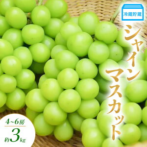 yӂ邳Ɣ[Łz① VC}XJbg 4`6[ 3kg Ԃǂ uhE  }XJbg ʕ t[c 쌧  Rm@͂F2025N12{`12{
