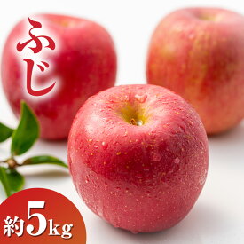 【ふるさと納税】ふじ約5kg 13～18玉 りんご 長野県産　お届け：2025年11月中旬～2026年1月下旬まで