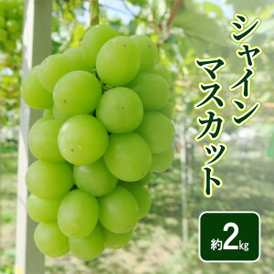 �y�ӂ邳�Ɣ[�Łz�y2026�N�����z�V���C���}�X�J�b�g��2kg �t���[�c ���쌧�@���͂��F2026�N9�����{�`10�����{