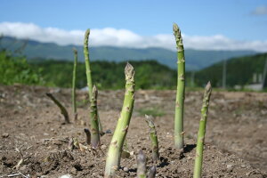 【ふるさと納税】期間限定!旬のもぎたてアスパラガス