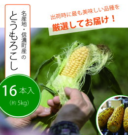 【ふるさと納税】信濃町特産とうもろこし16本セット