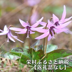 【ふるさと納税】長野県栄村への寄付（返礼品はありません）栄村の応援宜しくお願いいたします（1口1，000円単位でお申込みとなります）