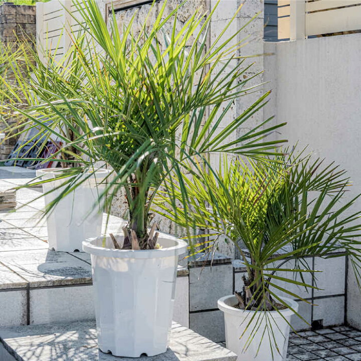 楽天市場】【ふるさと納税】観葉植物 ココスヤシ 10号鉢 庭木 観葉植物 