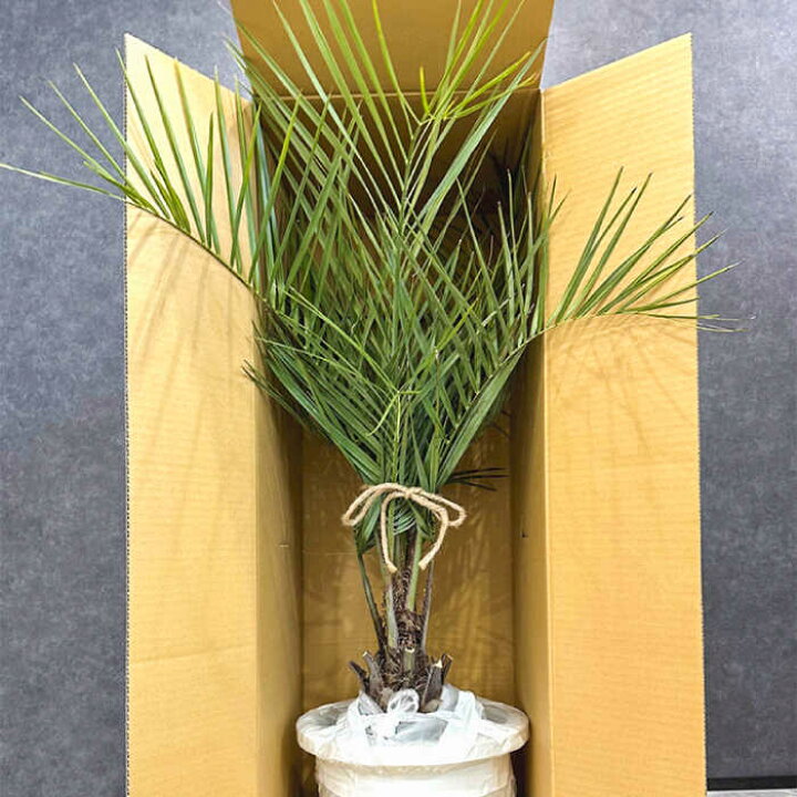 楽天市場】【ふるさと納税】観葉植物 ココスヤシ 10号鉢 庭木 観葉植物 