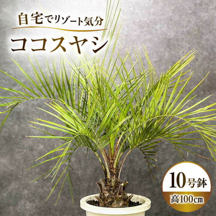楽天市場】【ふるさと納税】観葉植物 ココスヤシ 10号鉢 庭木 観葉植物 