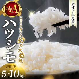 【ふるさと納税】新米 ≪令和7年度産≫ お米 ハツシモ はつしも 5kg 10kg 定期便 3回 15kg 30kg 選べる サイズ 回数 特A 水の都大垣の豊富な湧き水で育ったお米 ごはん 白米 精米 人気 美濃 西濃 初霜 コシヒカリ の先輩 東の ササニシキ 西の ハツシモ DIB 岐阜県 大垣市