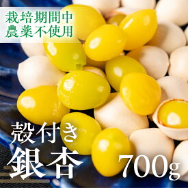 【ふるさと納税】【2026年秋先行予約受付中】銀杏 700g ぎんなん イチョウ いちょう 殻付き銀杏 殻付き 国産 おつまみ 秋の味覚 栽培期間中農薬不使用 保管 常温 保存 電子レンジ レンジ レンチン 茶碗蒸し ポスト投函 ネコポス 産地直送 産直 7000円 7千円 岐阜県 大垣市
