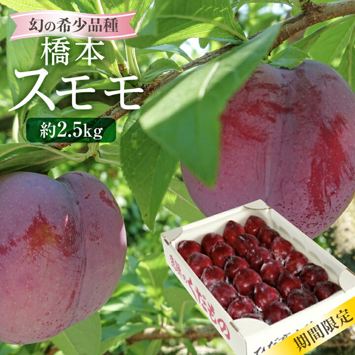 楽天市場 ふるさと納税 先行予約 山本果樹園 橋本スモモ 希少 品種 すもも 8月上旬 順次発送 期間限定 飛騨高山 プラム 果物 くだもの 果実 B563 円 岐阜県高山市