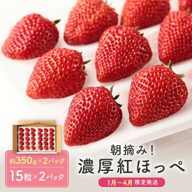 【ふるさと納税】【いちご30粒】朝摘み! 濃厚紅ほっぺ 約350g×2パック（数量限定／先行予約／1月〜4月発送）| いちご フルーツ 甘い おいしい ハウス栽培 飛騨高山 m BerryFarm KL003