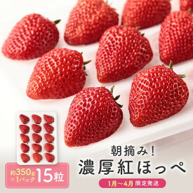 【ふるさと納税】【いちご15粒】朝摘み! 濃厚紅ほっぺ 約350g×1パック（数量限定／先行予約／1月〜4月発送）| いちご フルーツ 甘い おいしい ハウス栽培 飛騨高山 m BerryFarm KL004