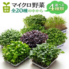 【ふるさと納税】マイクロ野菜 品種が選べる 4点セット 多治見市 / 諏訪農林[TDO005]
