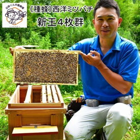 【ふるさと納税】楽天限定 《種蜂》西洋ミツバチ 〜新王4枚群〜 【R9年5月末〜6月末にかけて配送】